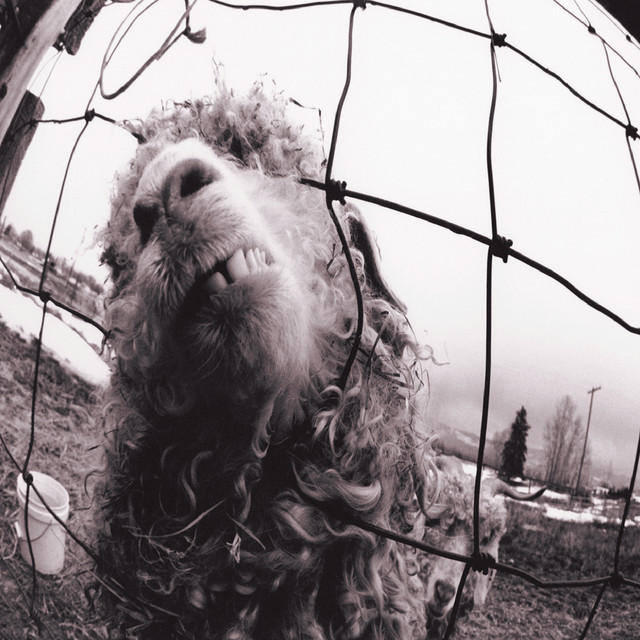 Pearl Jam - Go