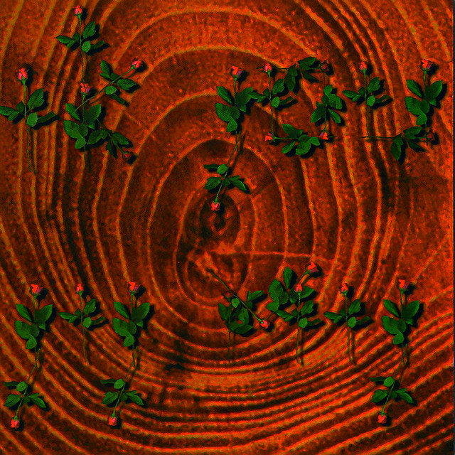 Van Dik Hout - Dromendief